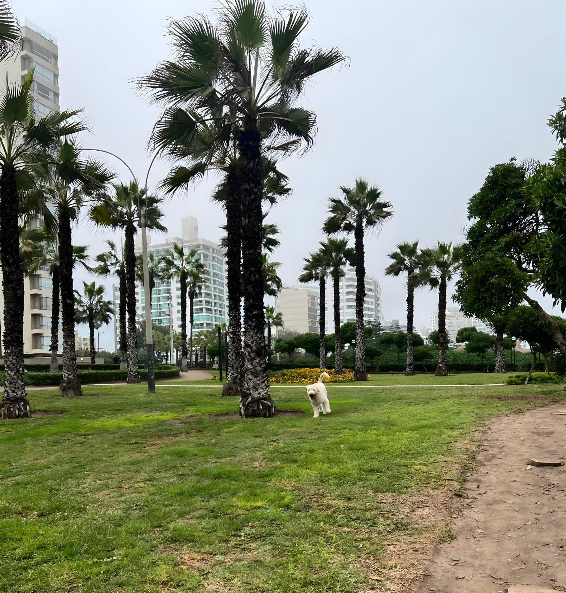 Modern 1Br Loft Close To The Seawalk Of Miraflores 리마 외부 사진